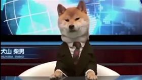 柴犬，主播，狗（圖／翻攝自Shiba Inu videos to the Intro of This Charming Man by The Smiths臉書）