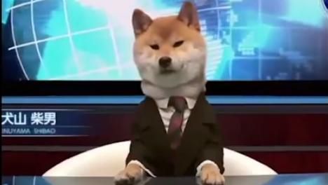 柴犬西裝筆挺登主播台　下一秒卻…