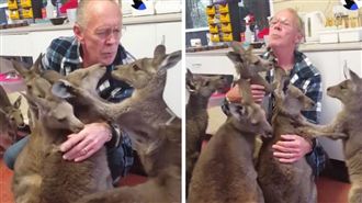 萌翻網友！孤兒袋鼠狂親救命恩人