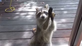 浣熊肚子餓　拿石敲門要求「快補貨」