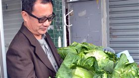 不畏價格崩盤 賴坤成賣出4千顆高麗菜_中央社