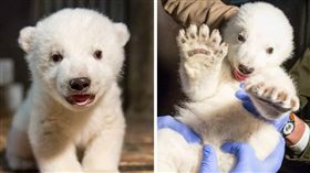 柏林動物園,德國,北極熊,寶寶,小熊 （圖／翻攝自Tierpark Berlin粉絲專頁）