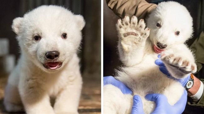 柏林動物園添寶寶　小北極熊Q暈網友