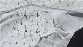 粉刺,蘆薈膠,Dcard,鼻頭,背,泰國　圖／Dcardhttps://goo.gl/OWMs63