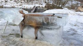 BBC,冷凍狐狸,狐狸,凍死　圖／翻攝自BBC