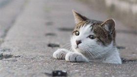 老鼠,水溝孔,日本,流浪貓,攝影師,水溝,#生き抜け野良猫,IG,標籤　圖／IG https://goo.gl/bTB5cW