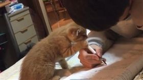 16:9
「今天你侍寢！」喵皇欽點陪玩　貓奴哭：段考GG了…
圖／翻攝自park_kkone IG
https://www.instagram.com/p/BPL88zqD_Em/