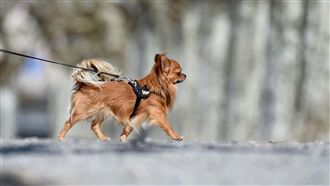 毛小孩得以善終！三大條件可免費火葬