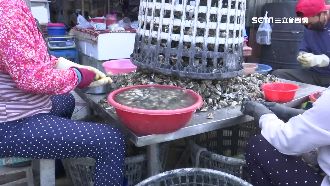 鮮蚵一斤賣150元　蚵農：賣兩百虧