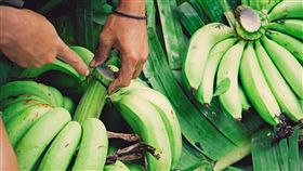 香蕉、蕉民、農民、種植、水果、蔬果（圖／翻攝自南投縣集集鎮蔬果運銷合作社臉書）
