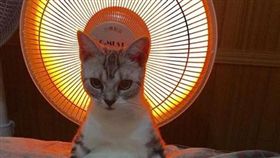 (圖/翻攝自《貓咪也瘋狂俱樂部》臉書)
