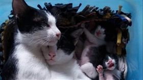 家庭,貓,喵,推特,生命,女子,家庭,寵物,喵星人　　圖／推特https://goo.gl/3WRqM6