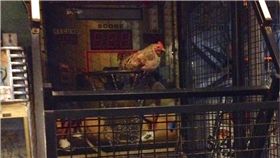 籃球,投籃機,公雞,雞,批踢踢,PTT,投籃雞,雞年,提款機　圖／翻攝自ptt