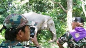 泰國,大象,搬家,危害農作物 圖／翻攝自泰文鮮得新聞報網頁www.khaosod.co.th