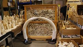 象牙,ivory crush ▲圖／攝影者USFWS Mountain-Prairie, Flickr CC License（https://goo.gl/eGDu9y）