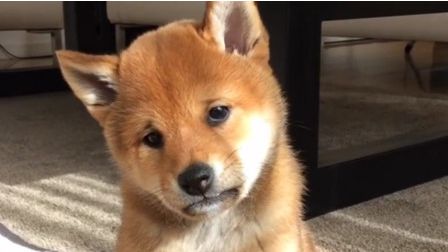 你在煩惱什麼？小柴犬滿臉憂鬱厭世
