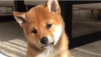 你在煩惱什麼？小柴犬滿臉憂鬱厭世