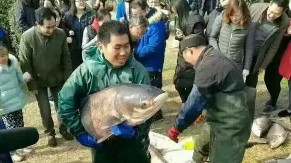 池塘魚太多…陸學校撈魚給師生加菜