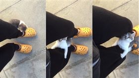 小貓半路求收編。（圖／翻攝自Twitter：@kamisori06）