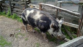 16:9
「以為有野豬…」獵人持來福槍狩獵　誤殺打野炮小情侶
圖／攝影者Xin Mei, Flickr CC License
https://goo.gl/U8UuXQ