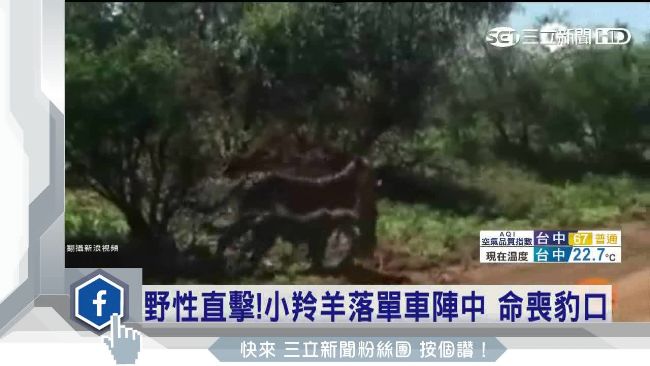 落單小羚羊命喪豹口　車陣中被叼走