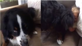 狗狗,汪星人,狗,小孩,Break,大狗　圖／翻攝自Break