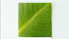 2017年,年度色,草木綠,Pantone(IG https://www.instagram.com/p/BO7bOjaAQ7S/?taken-by=pantone)