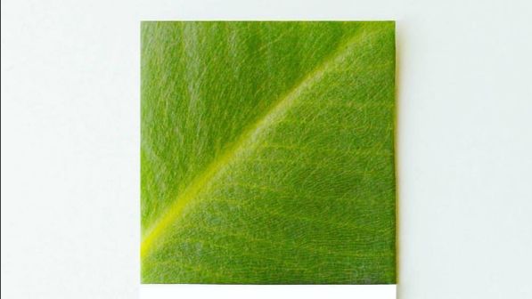 2017年度色！「草木綠」成潮流