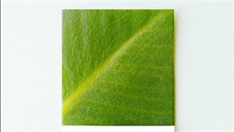 2017年度色！「草木綠」成潮流