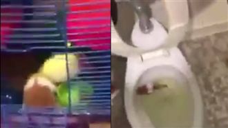 不滿被戴綠帽　他把女友倉鼠丟馬桶沖