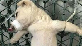 小狗,圖／微博中國小動物保護志願者