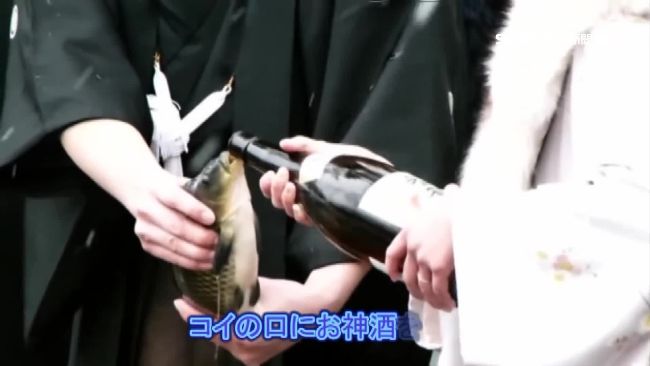 日本祭典放生鯉魚　「灌清酒」引論戰