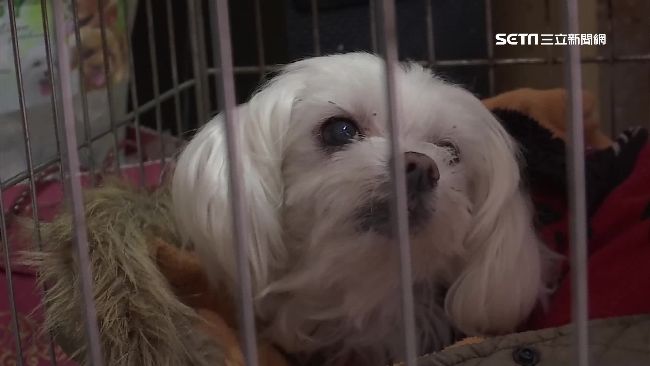 春節鞭炮震聲響　讓毛小孩定心靠這招