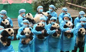 熊貓,拜年,熊貓繁育研究基地,大陸,成都,四川日報,滾滾　圖／四川日報