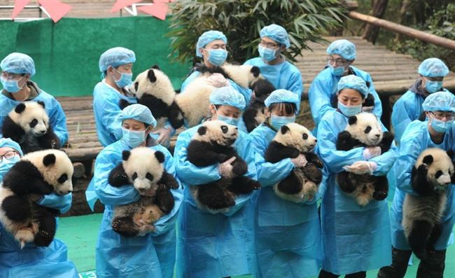 熊貓寶寶超Q拜年　網瘋：完全療癒❤