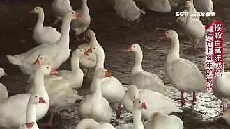撲殺百萬流感禽　復育卡關年節缺鵝