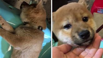 幼柴睡翻　竟變成液態「流」下椅子