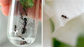 科學家,螞蟻,機器人,蟻窩,導航,記憶,路徑,當代生物學,昆蟲
（圖／美聯社／達志影像）