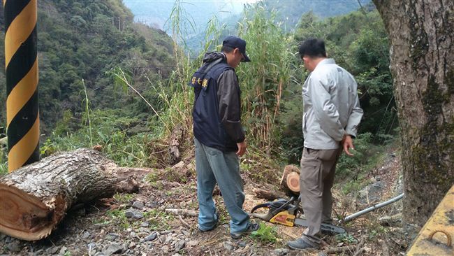 專心裁鋸國有樟木　山老鼠當場遭逮捕