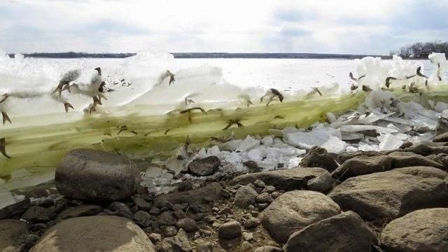 鬼斧神工！魚躍出水面瞬間變「冰雕」
