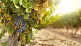 全球特色新年美食。（圖／翻攝自Skyscanner官網）