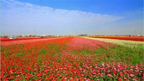 嘉義,太保,花田,波斯菊,油菜花,花海,農業,有機,農作,走春,春節,熊,裝置藝術,美景-圖／部落格「13's幸福食光」授權提供，請勿任意翻攝