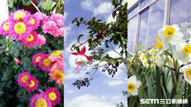 彰化,花在彰化,花的故鄉,田尾,公路花園,花卉,花朵,花田,花海,買花,新年,年節,春節,走春,運勢-記者施佩儀攝