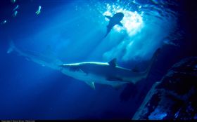 加拿大北極圈海域傳來怪聲，動物被嚇跑。（示意圖／Moyan Brenn, Flickr CC License）

https://www.flickr.com/photos/aigle_dore/15571349457/in/photolist-pHZeGn-8xD988-Zuah-6SWpoq-9zLyeF-8xGbgq-8XfRNT-8953pp-6ohaC-2WPhvG-21HWSU-8mE