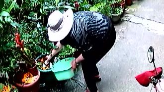 鄰居為盆栽擋路爭吵　竟扯出議員關說