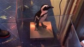 有變胖嗎？企鵝排隊量體重　一搖一擺跳上體重計超療癒
圖/翻攝自Vancouver Aquarium臉書粉絲專頁