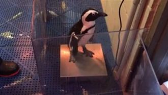 企鵝排隊量體重　自動跳上體重計超萌