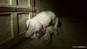 義大利養豬場，虐待動物。（圖／翻攝自YouTube）