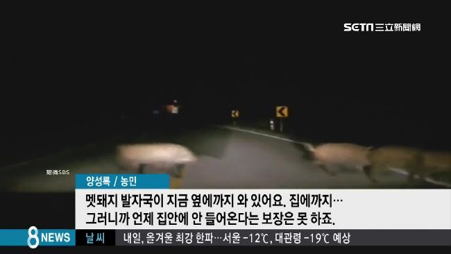 獅子咬人、野豬逛街　全球動物大逆襲