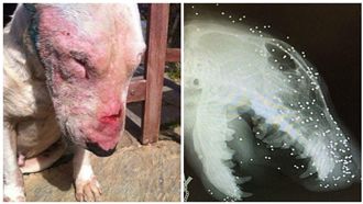 毛小孩遭射擊啃咬　頭部卡50顆鉛彈